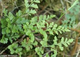 Image result for sleziník Asplenium