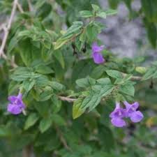 Image result for Tinnea rhodesiana