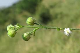 Image result for Hibiscus micranthus