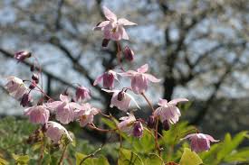 Image result for Eriospermum roseum