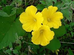 Image result for Merremia