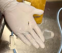 Scientists use tiny tags to learn how young lamprey travel through dams