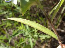 Image result for Commelina aspera