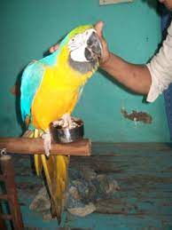 Tamed And Talking Bird And Parrot For Sale 09654209269 Birds For Sale In Charbag Lucknow Click In Post your classified ad for free in various categories like mobiles, tablets, cars, bikes, laptops, electronics, birds, houses, furniture, clothes, dresses for sale in pakistan. tamed and talking bird and parrot for