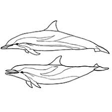 So far we have seen dolphins in the sea but now we are seeing them in the city zoo for our entertainment. Top 20 Free Printable Dolphin Coloring Pages Online