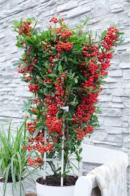 Image result for Pyracantha coccinea red column