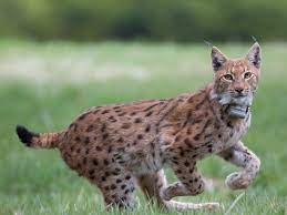 Ссылка на полный каталог lynx. Lynx Rewilding Europe
