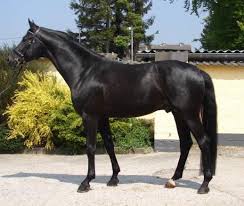 Seton hall forward who graduated in may; Sandro Hit X Matcho Aa Foto Bild Tiere Haustiere Pferde Esel Maultiere Bilder Auf Fotocommunity