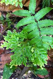 Image result for Selaginella kraussiana