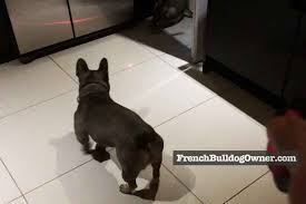 Features and shout outs available. 18 Best French Bulldog Toys To Keep Them Entertained All Day Toy Bulldog Toy French Bulldog Toy Puppies