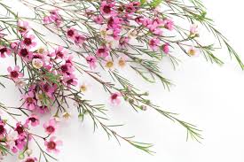 Shop the leader in the direct merchandise business Trending Filler Blooms Florist Blog We Love Florists Floristry Resources Inspirations