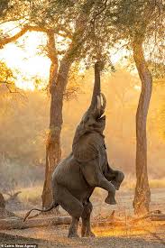 Manchester united star paul pogba admits tackling is not a strong part of his game. Elephant Stands On Its Back Legs To Grab Fruit From A Tree In Zimbabwe News Besthubpages Com Comment And React To The News