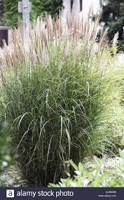 Der begriff gräser impliziert für viele menschen zunächst das bild saftiger wiesen und naturnaher gärten. Ziergraser Garten Stockfotos Und Bilder Kaufen Alamy