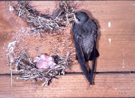 You run the risk of setting the chimney on fire or if it is in the early stages then get a chimney sweep in immediately you suspect nesting is taking place. Chimney Swift Georgian Bay Biosphere