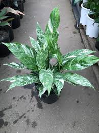 Spathiphyllum Domino Needs Moe Light Than A Regular Peace Lily Because Of The Variation In The Leaves Ht Plant Care Houseplant Foliage Plants Spathiphyllum