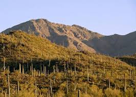 You can see that this area the barrel cactus shades itself similarly but it also uses these ridges to expand and contract. Protecting Big Cacti American Forests