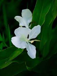 Pin On American National Flowers