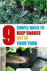The first step in keeping snakes away from your house is to control the factors that are attracting them there in the first place. 9 Simple Ways To Keep Snakes Out Of Your Yard How To Keep Snakes Garden Snakes Snake Repellant Keep Snakes Away