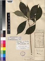 Image result for Rauvolfia mannii
