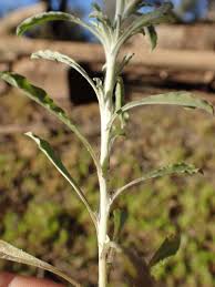 Image result for Gnaphalium polycaulon