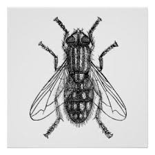 Insectes Posters Insectes Affiches Poster Affiche Affiche Insectes