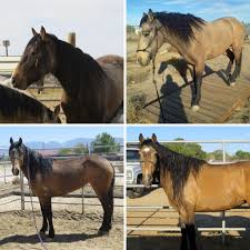 The american buckskin registry association was established in 1962 and the international buckskin registry was founded in 1970, (now the international buckskin horse association). Buckskin Horse Color Origin Genetics And Variations Helpful Horse Hints