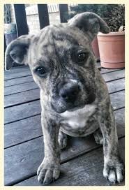 Reverse Brindle Pitbull Puppy Shelby Cute Animals Cute Puppies Cute Dogs