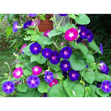 Dari pulau maliangin pada pagi yang cerah boleh kelihatan gunung kinabalu dan banjaran crocker dari pulau ini. Buy Morning Glory Seeds Bunga Seri Pagi Mix Seeds Seetracker Malaysia