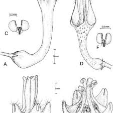Image result for Neoschumannia cardinea