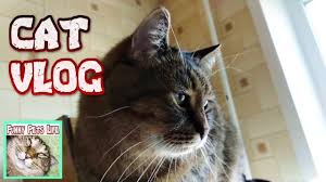 kot vlogi 3 koshki na holodilnik koshka lyubit massazh cats cat love pet life