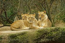 Animal Wildlife Wildlifephotography Cute Love Pet Safari Different Love Peace Animallover Animals Wildlife Photography Animal Lover