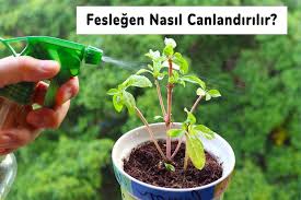 Geçen sene aldığım fesleğenim kuruyunca kendime yeni fesleğen fideleri aldım ve saksılara diktim.bu sene fesleğenlerimin kurumasını istemiyorum.yukarıdaki yazıları okuyunca ;nasıl bir yerde tutmam gerektiği konusunda ,tereddüte düştüm.güneşi. Feslegen Yetistirmenin Puf Noktalari Feslegen Nasil Yetistirilir Saglik Paylasimlari