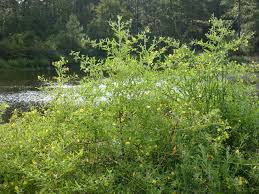 Image result for Ludwigia leptocarpa