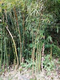 Image result for Bambusa