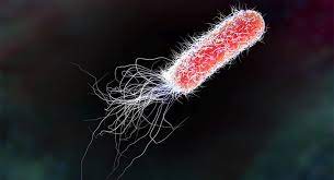 Coli (escherichia coli) are a large and diverse group of bacteria. Zwemmen Op Microschaal 1 The Quantum Universe