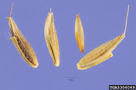 Image result for Arthraxon