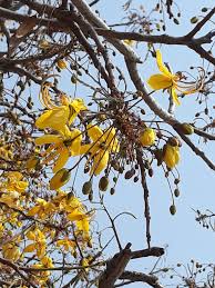 Image result for Cassia abbreviata