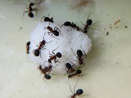 Campurkan cuka dan sabun pinggan. Halau Semut Dari Dapur Secara Semula Jadi Tanpa Guna Racun Ikut Cara Ini Wahai Ibu Ibu Cukup Mudah Keluarga