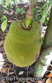 Image result for Artocarpus heterophyllus