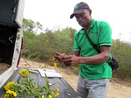 Image result for Dicerocaryum forbesii