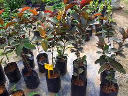 2 diantaranya adalah beumont dan ka hua kula dari hawai, red indian dari florida, ruby, supreme, ruby x, uma dari california. Benih Jambu Batu Merah Benih Toko