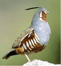 Animal A Day Mountain Quail Pet Birds Beautiful Birds Wild Birds