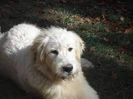 Sprout is a 2 months old retriever/irish wolfhound/scruffy terrier mix. Irish Wolfhound Standard Poodle Mix Childrens Toy Wallpaper Irish Wolfhound Standard Poodle Mix Wolfhound