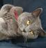 How much does a British Shorthair Kitten Cost? - Annie Many
