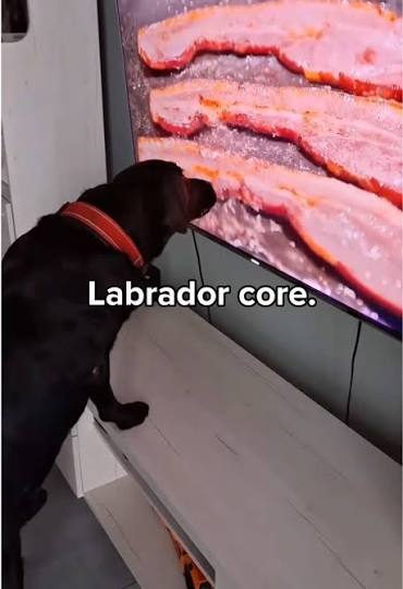 Labrador Frisst Gierig Lustig | TikTok