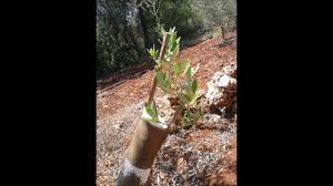 Zeytin Kalem Asisi Youtube