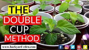 We did not find results for: How To Grow Jalapenos From Seeds Starting Seeds Youtube