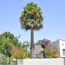 How To Care For Palm Trees With Epsom Salt Hunker Palm Tree Care Florida Palm Trees Palm Trees