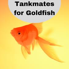 How big can goldfish get in a tank? Tank Mates For Goldfish Learn Which Species Are And Aren T Compatible Pethelpful