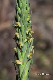 Image result for Disa baurii